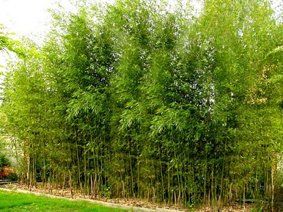 Unser Bambus