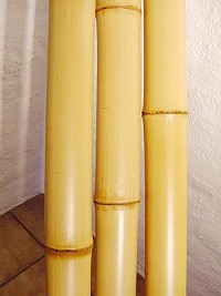 Gelbe Bambusrohre